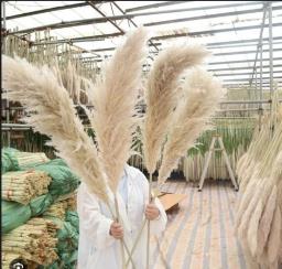 PAMPAS DECORATIVAS 6/1
