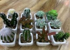 MACETERO CACTUS PEQUEÑO 6/1